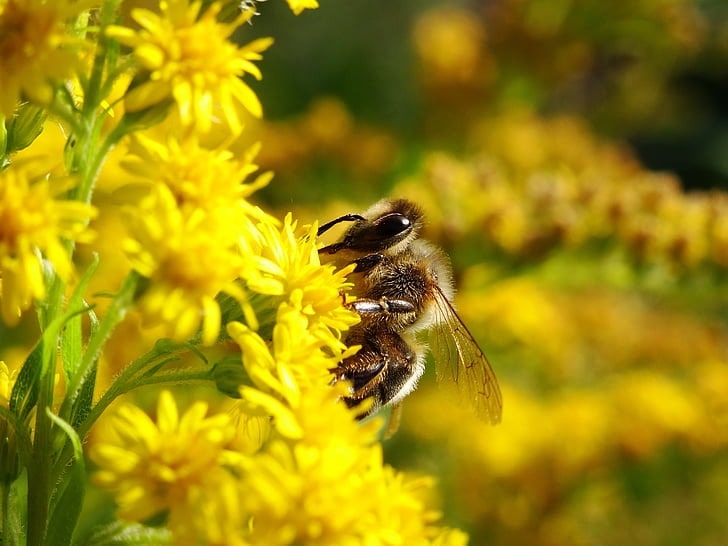 Imagem apresenta uma abelha pousada em flores amarelas.